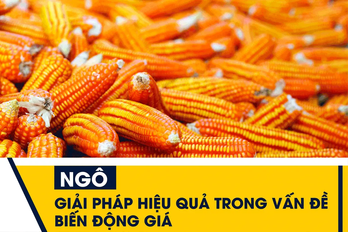 Ngô có tính thanh khoản cao nhất trên các sàn giao dịch nông sản Việt Nam.